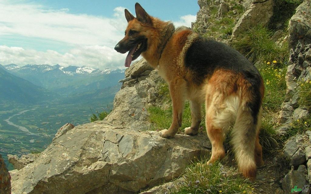 beautiful-german-shepherd-dog