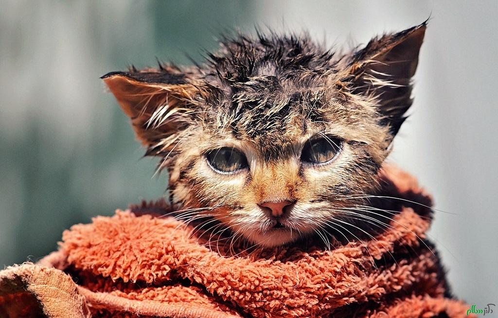 cute-wet-kitty-cat