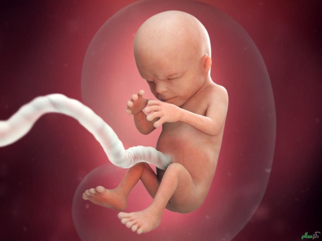 fetus1