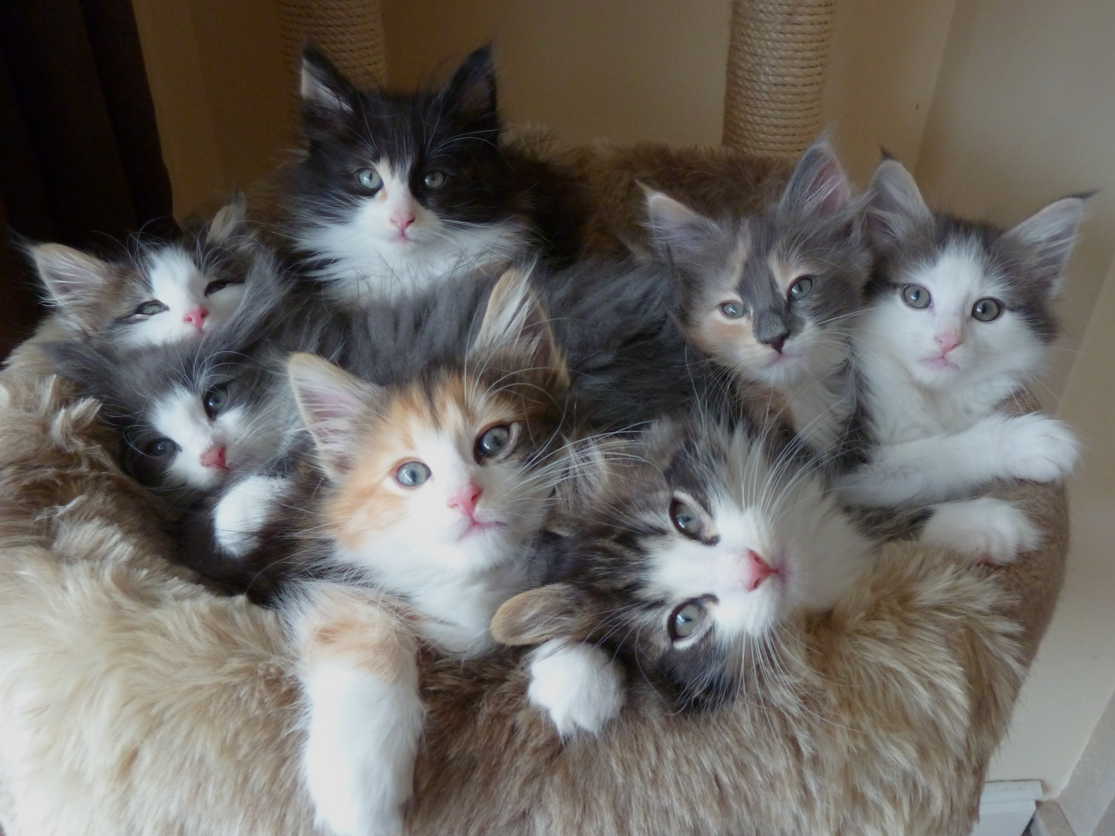 group-of-norwegian-forest-kittens-looking-up
