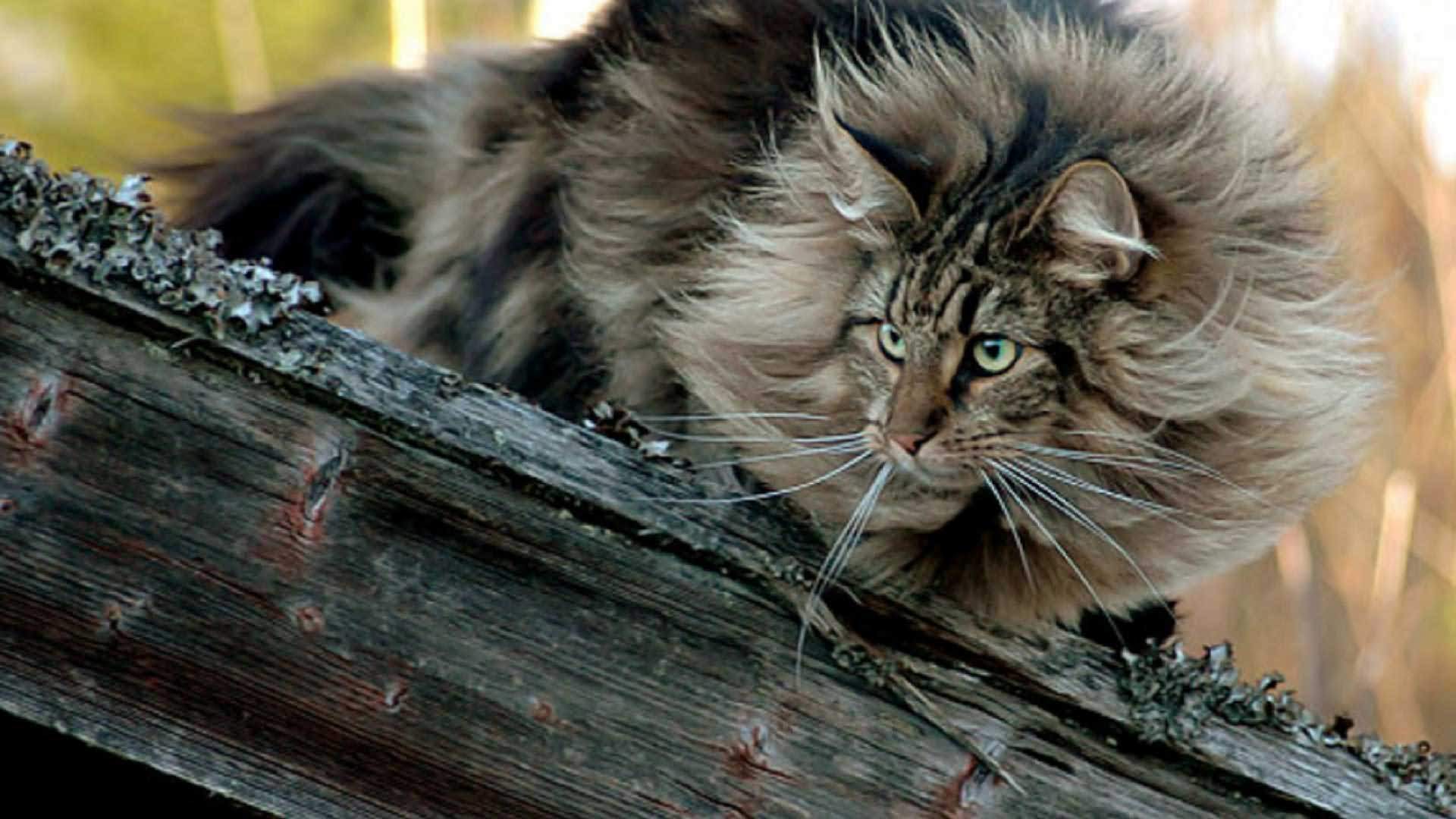 long-hair-norwegian-forest-cat