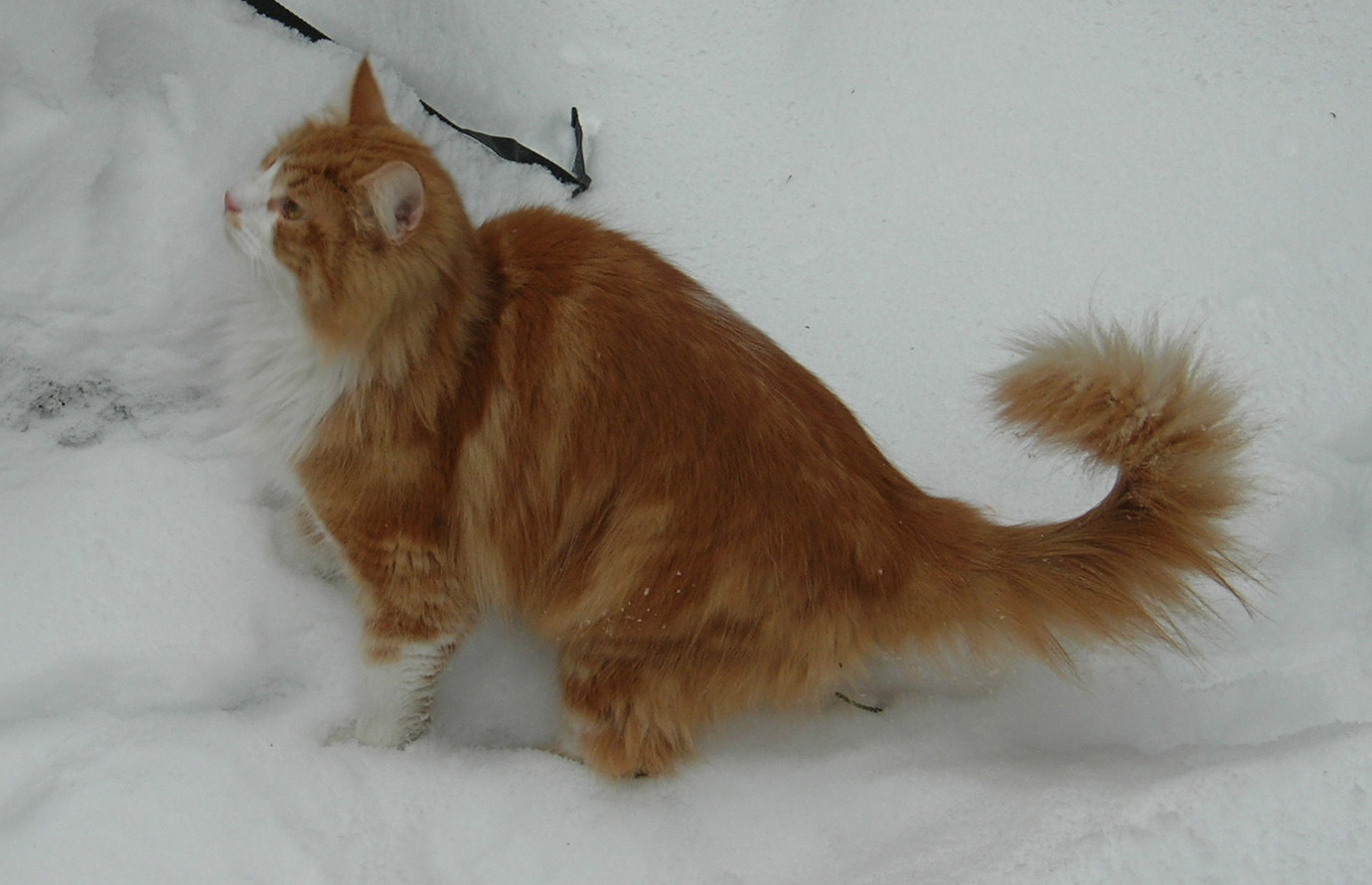norwegian_forest_cat_in_snow