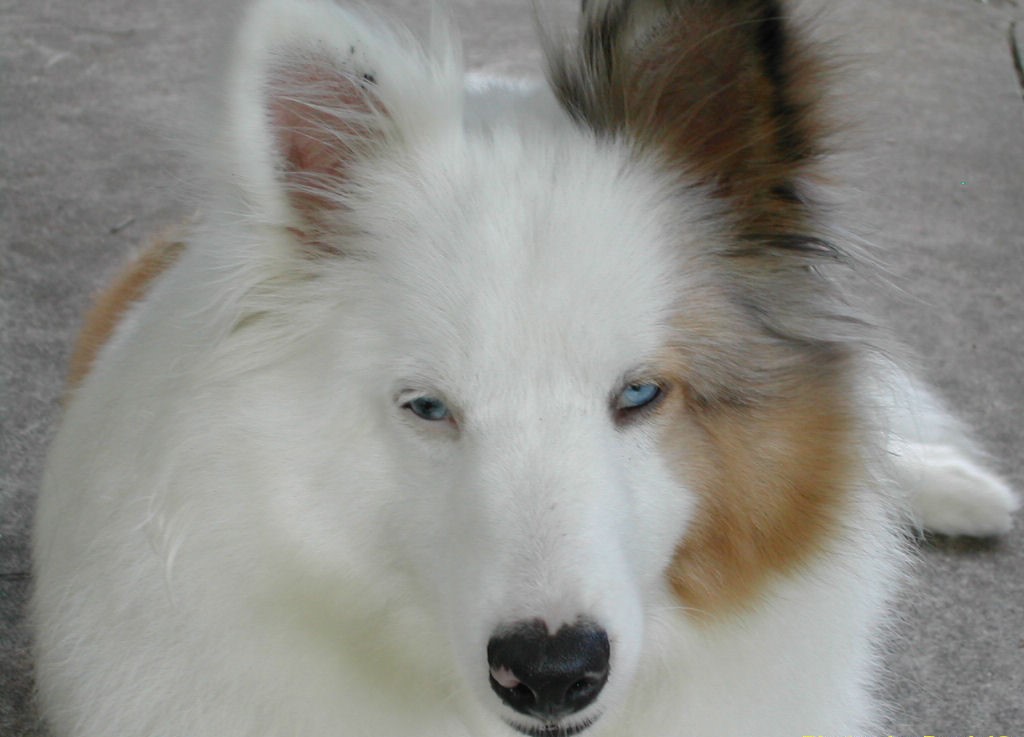 white-shetland-sheepdog