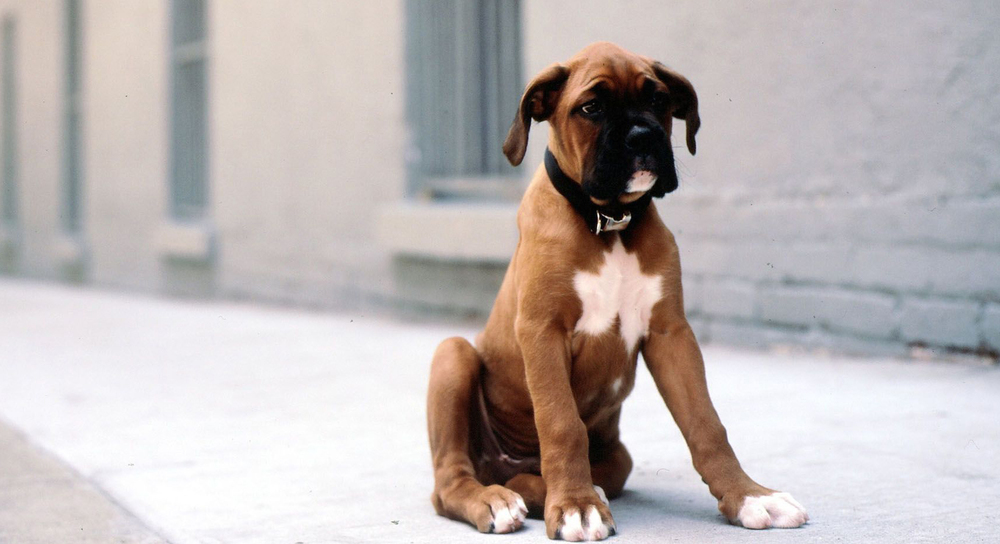 boxer-dog