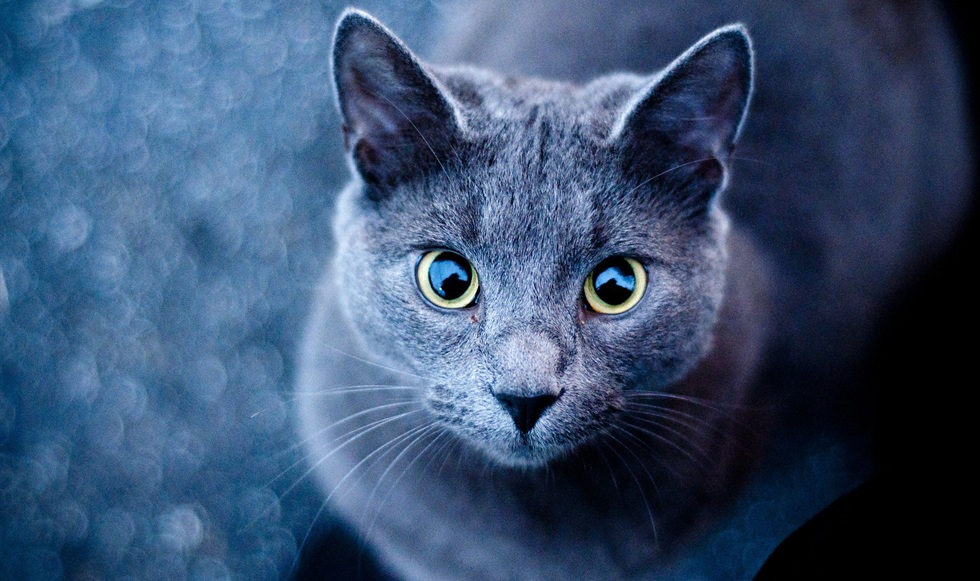 grey_blue_cat_with_green_yellow_eyes_preview_by_ryuutatox-d8z9f7d