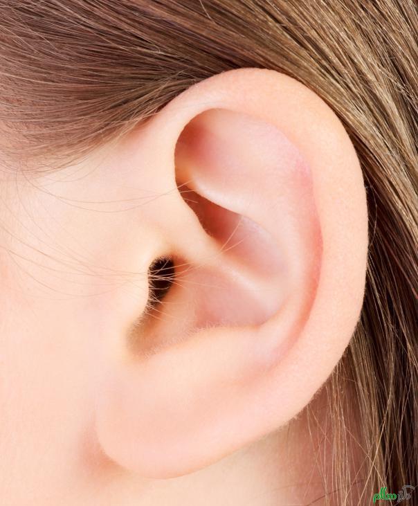 human-ear