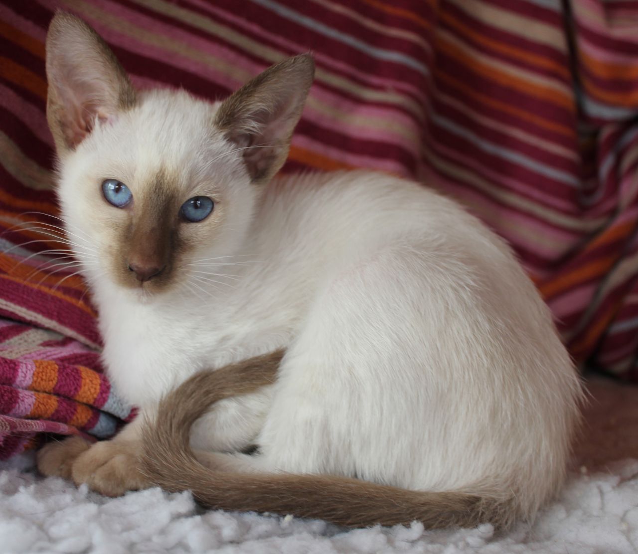 moonfrost-siamese-chocolate-point-kittens-51936160bfee1
