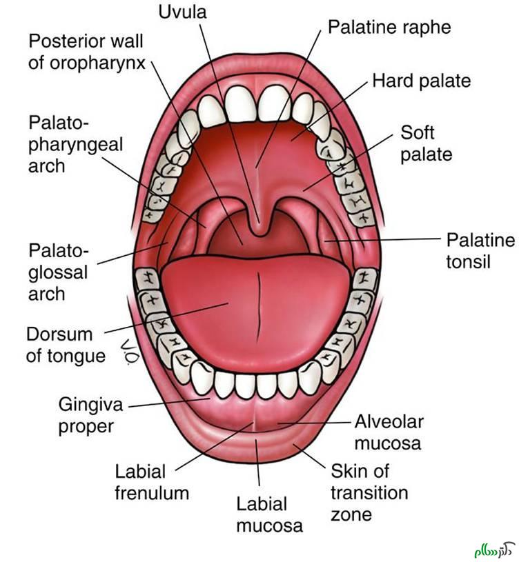 oral_cavity_-_schematic1317417432985