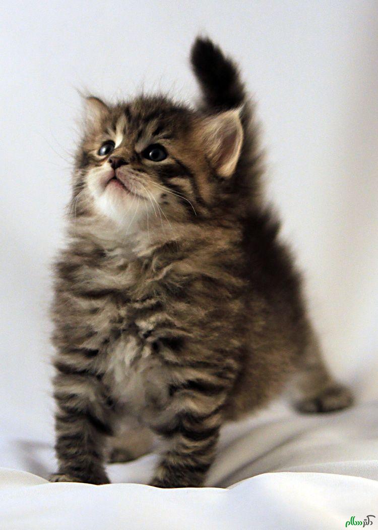 pedigree-traditional-siberian-kittens-for-sale-542bfa2030ef7