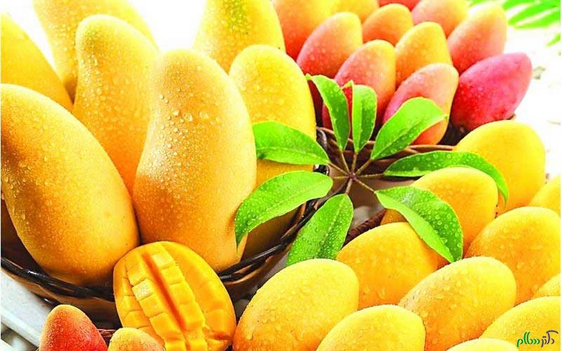 properties-mango