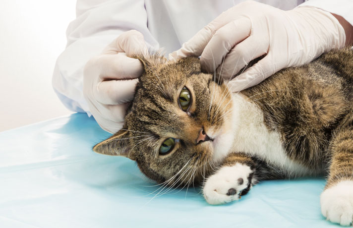 vet-examining-cats-ears-150703