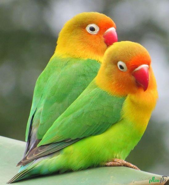 pair-lovebirds-new-tv-cage-see-pics-20140410053115