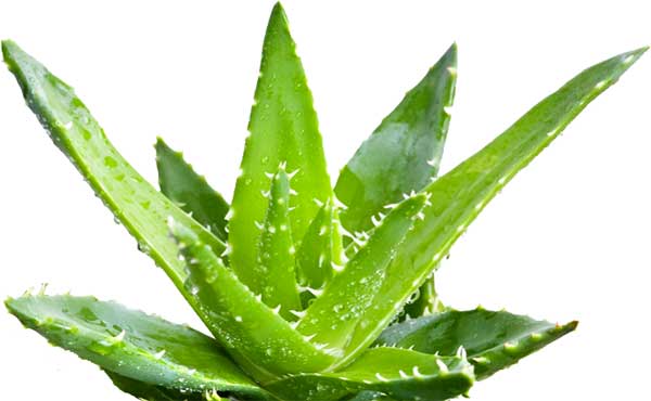 benefits-of-aloe-vera