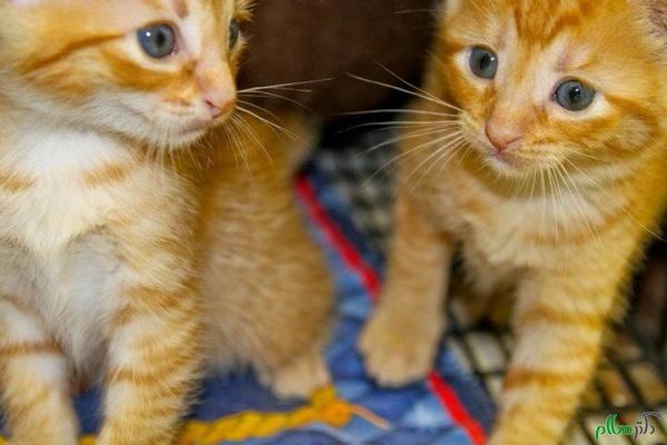 cattery-shelter-ginger-kittens