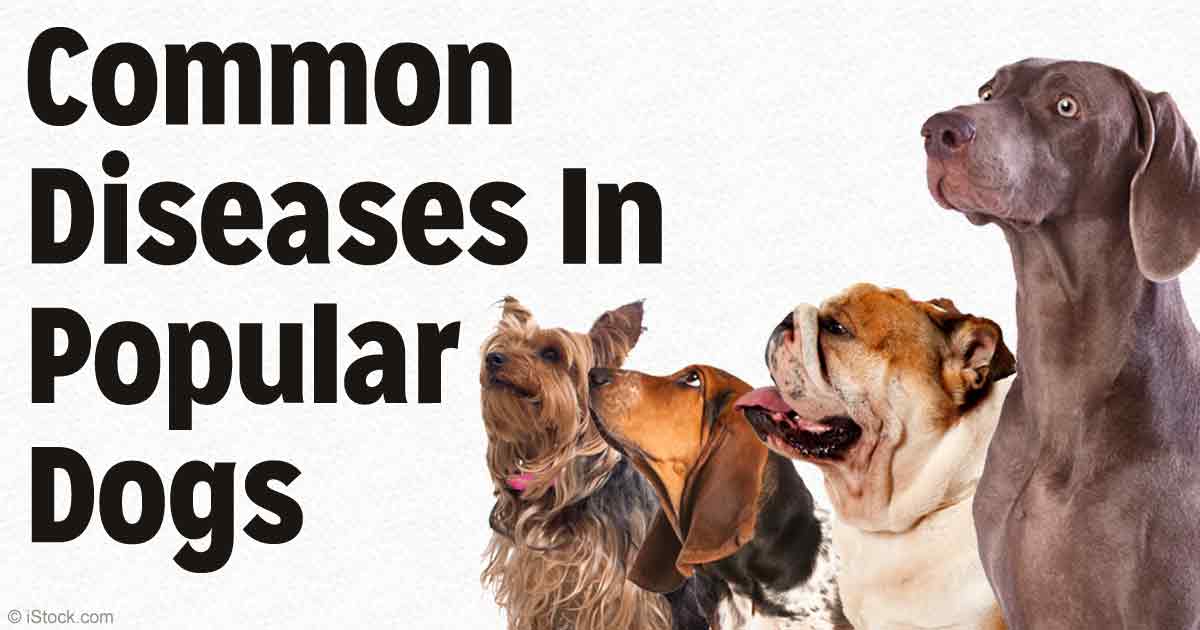 common-diseases-popular-dogs-fb