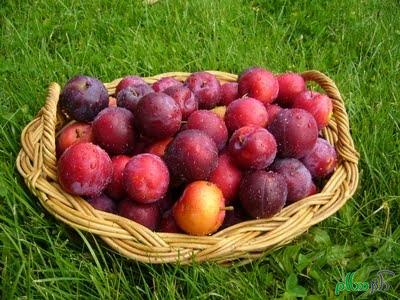 plums-saidaonline