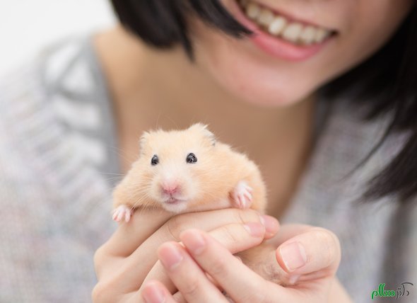 woman-holding-hamster_239669092_0