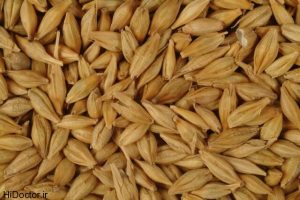 barley-grain