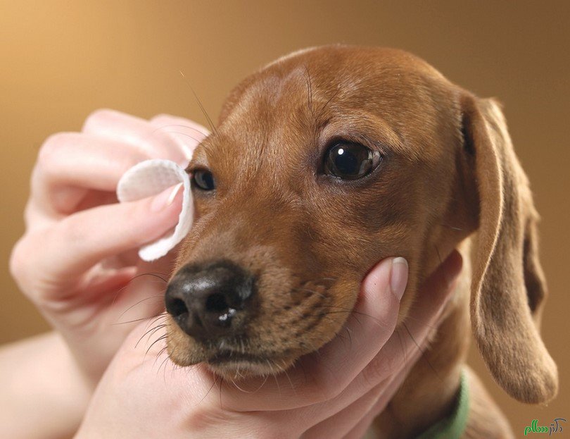 prevention-tips-for-dog-eye-problems