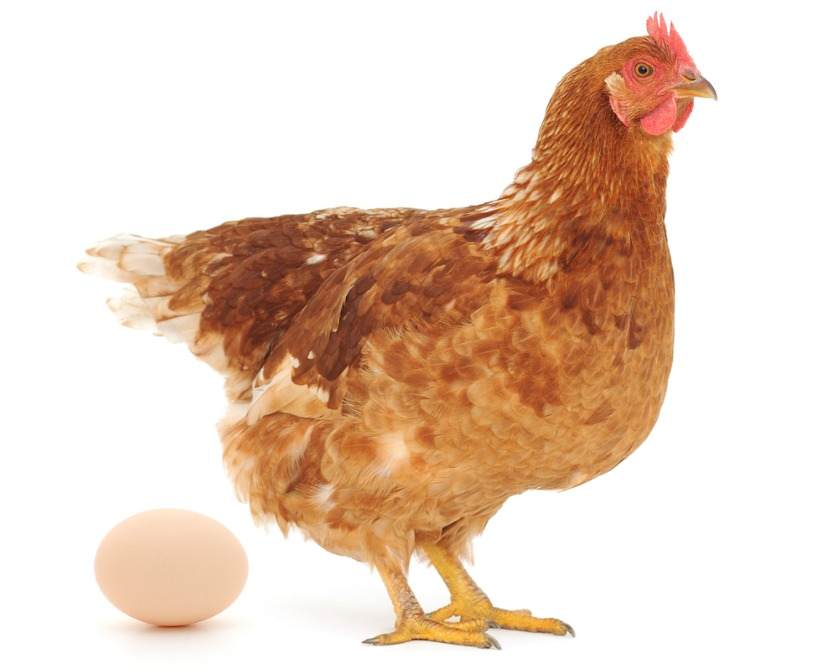 chicken-and-egg-cropped-jpg-838x0_q67_crop-smart