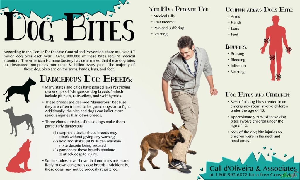 dog-bite-lawyer-dangerous-and-fatal-dog-attack-facts-infographic