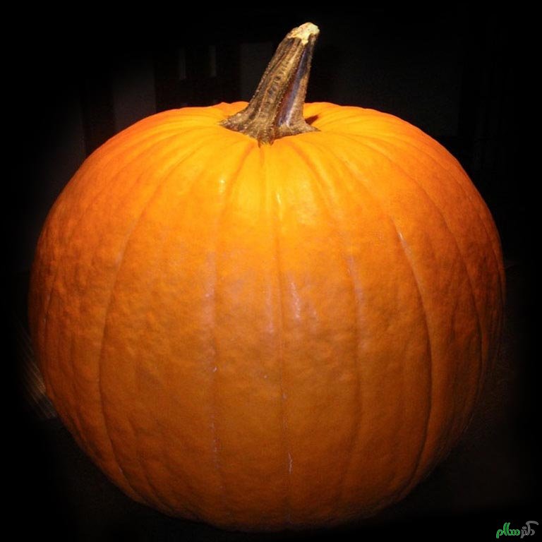 pumpkin-one