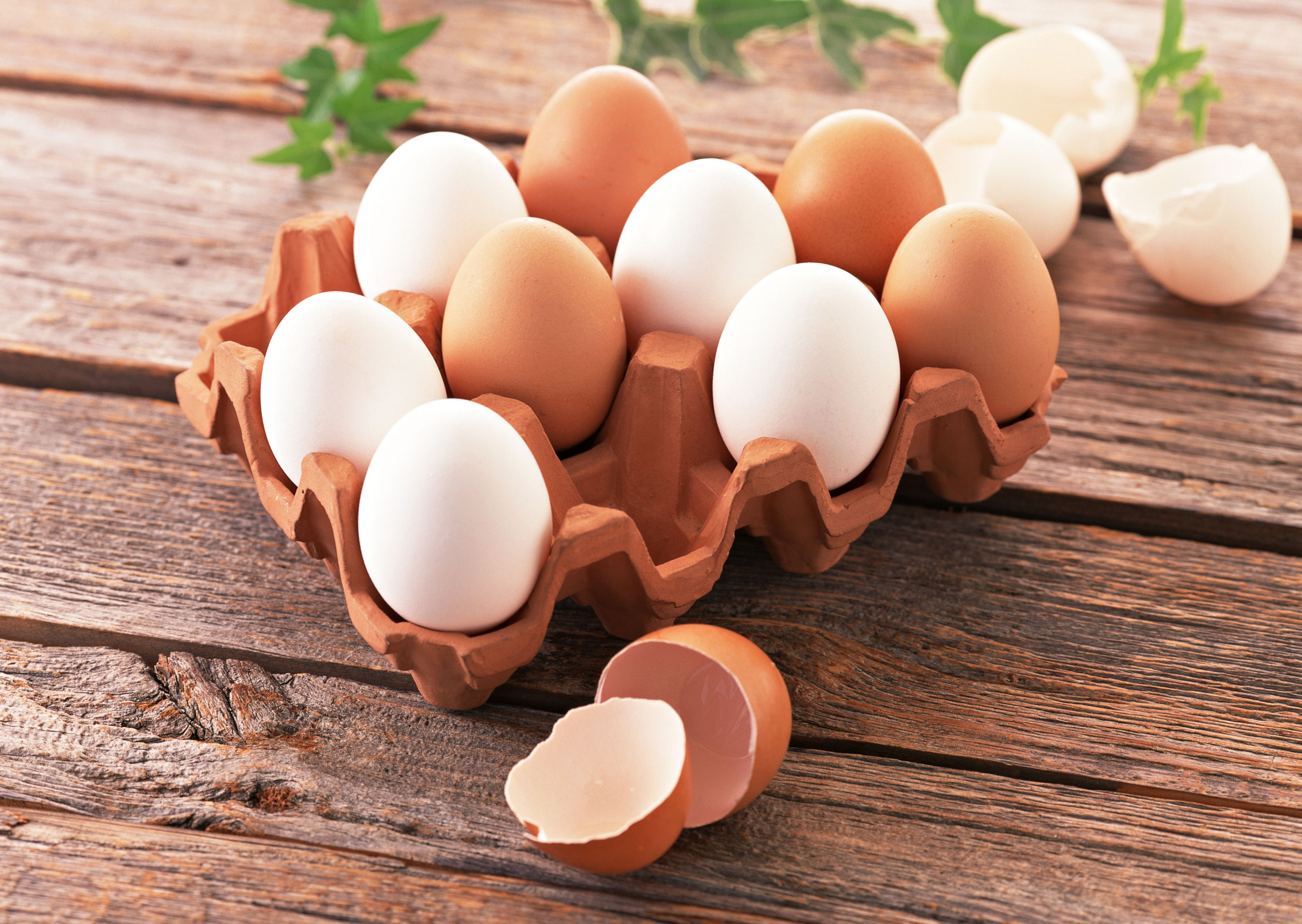 نتیجه تصویری برای تخم مرغ
