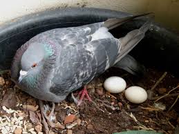 دلایلی که کبوتران ماده تخم نمیگذارند  2