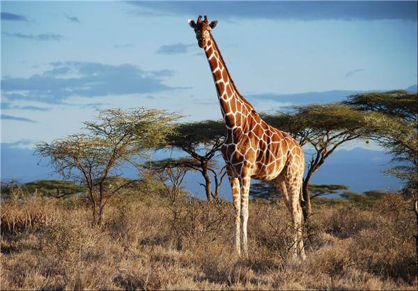 صدای زرافه‌ها تار صوتی زرافه پستاندار آفریقایی بلندقدترین موجود ارتباط با همنوعان 