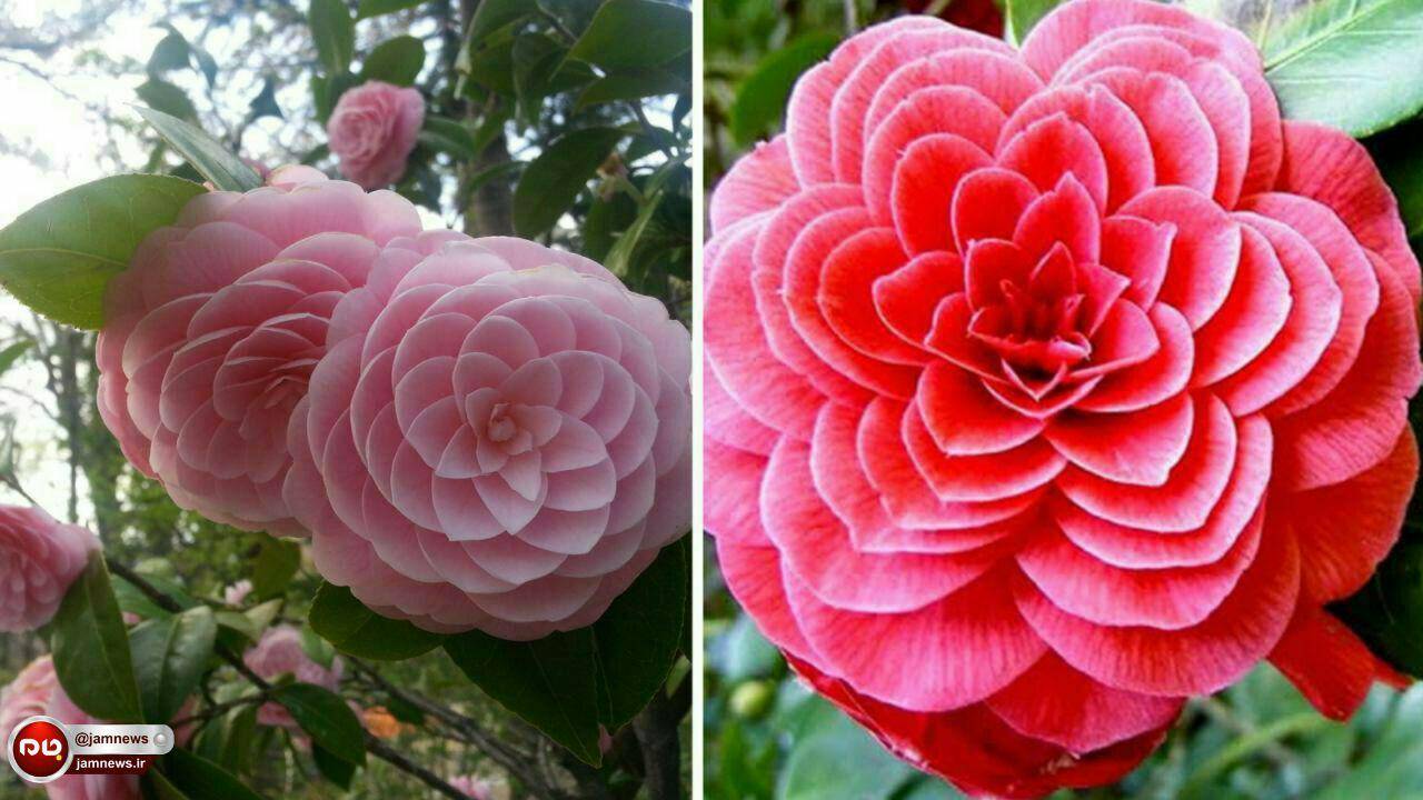 منظم ترین گل متقارن‌ترین گل جهان گل ژاپنی PHI گل ژاپنی زیباترین گل 