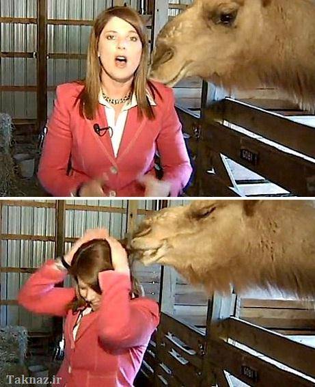 شتر در برنامه زنده شتر خوردن موی خبرنگار جویدن مو اتفاق عجیب 