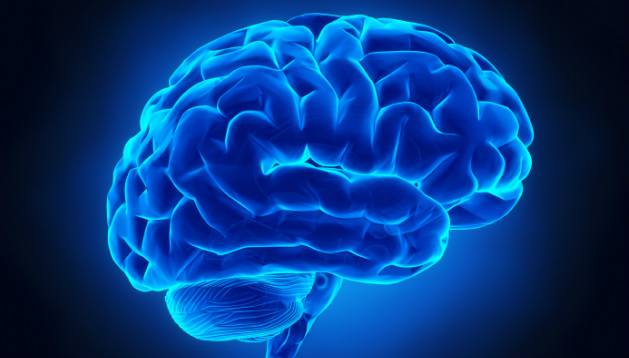 سیستم پاداش مغز جایزه مغز برنده شدن جایزه پژوهش مغز 