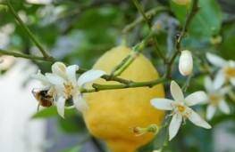 نیاز به زنبورها میوه های بدون دانه میوه بدون هسته گرده افشانی پیوند تصادفی 