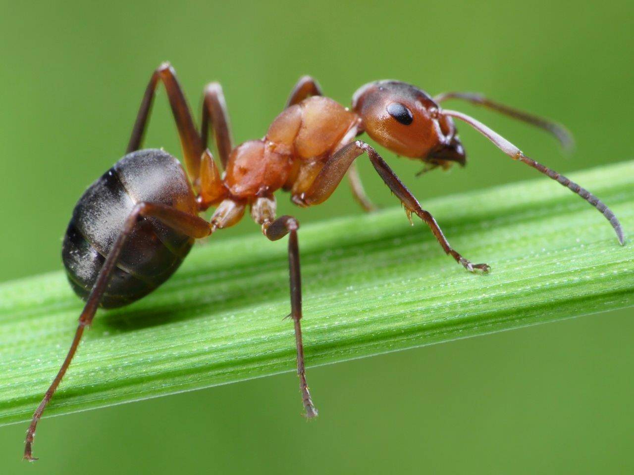 نحوه مصرف روغن مورچه برای نوزادان عوارض روغن مورچه روغن مورچه و موی زائد افزایش شنوایی با روغن مورچه از بین بردن موهای زائد 