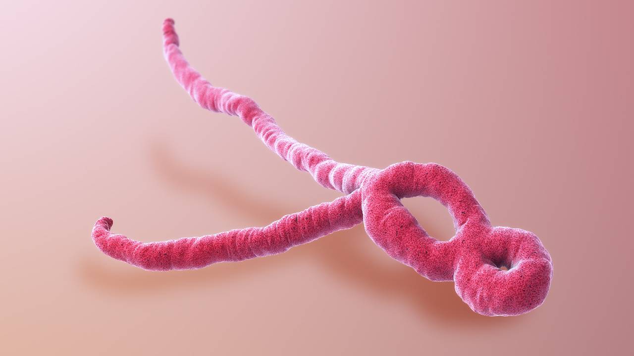 ویروس ابولا چیست؟