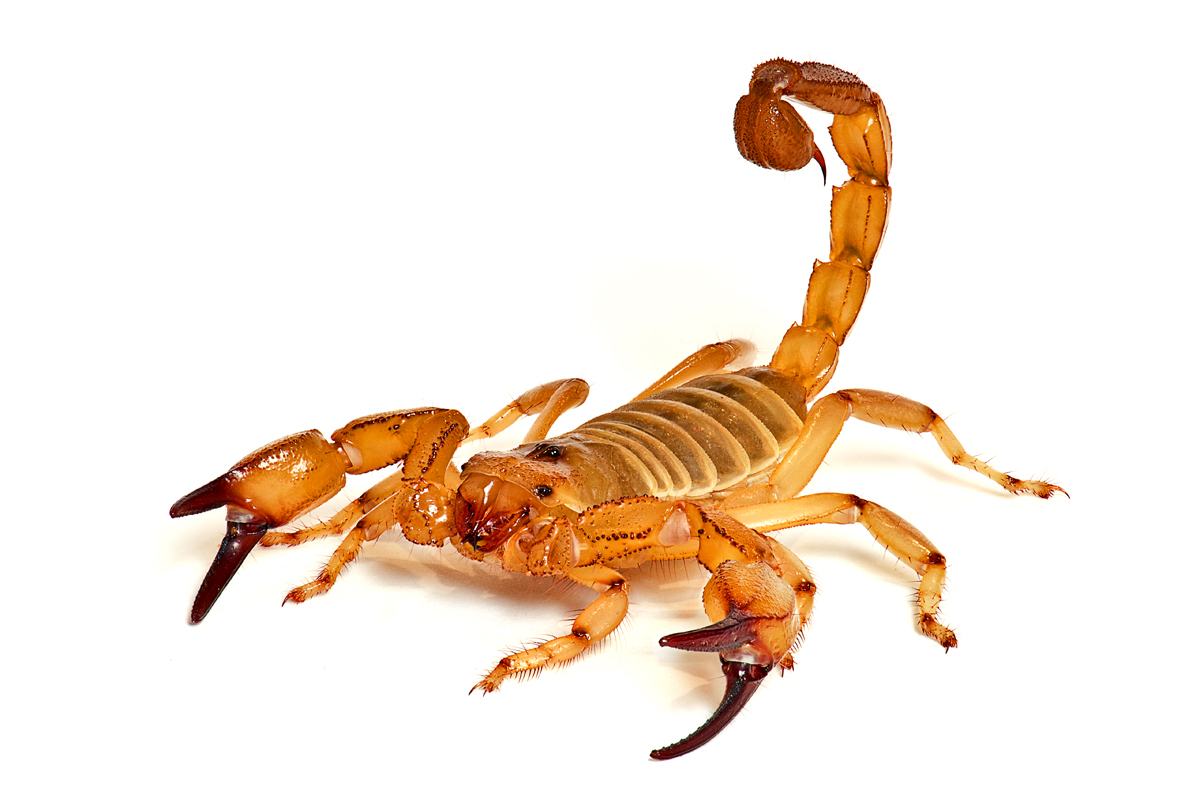 scorpion1.jpg