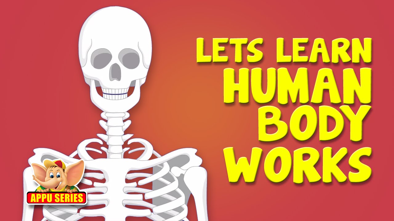 اهمیت افزایش سلامت استخوان ها