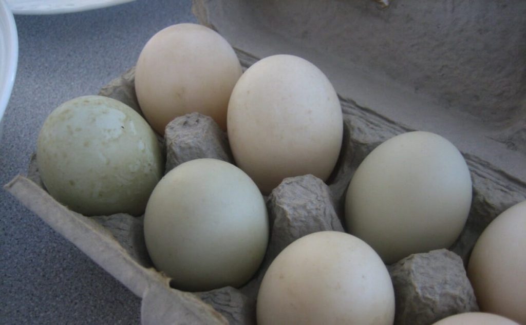پیامدهای مصرف تخم مرغ فاسد