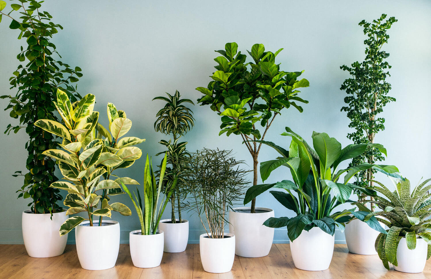 اصول مهم نگهداری از گیاهان آپارتمانی