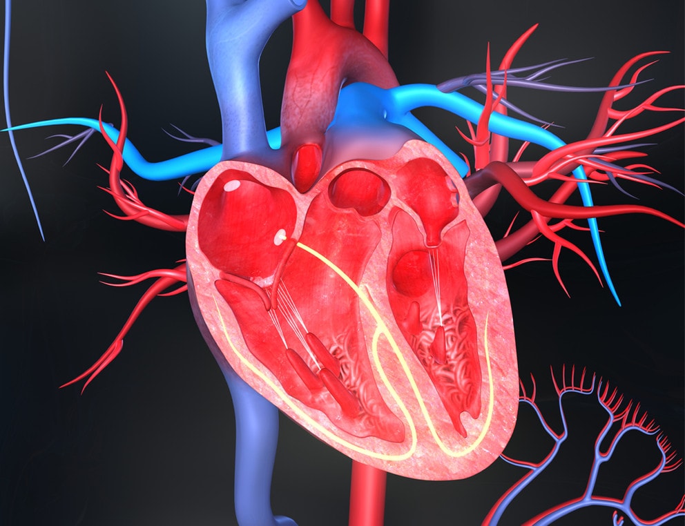 امراض قلبی و عروقی سلامت بانوان را تهدید میکند