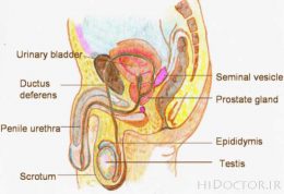 اندامهای آمیزشی مردان