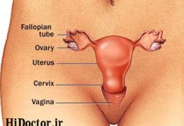 اندامهای جنسی زنان
