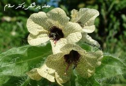 خواص و فواید دارویی گیاه و روغن بنگ دانه