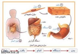 سازمان بندی و ساختار بدن انسان