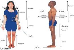 اصطلاح شناسی جهت یابی بدن و آناتومیک