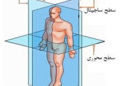 سطوح و صفحات فرضی بدن انسان