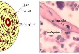 سلول های بافت استخوانی