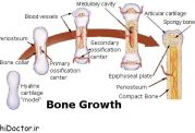 رشد و نمو استخوان ها و عوامل موثر بر رشد