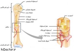 مبحث ساختار استخوان های بدن انسان