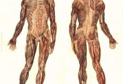 تاریخچه ای از آناتومی انسان | Human Anatomy